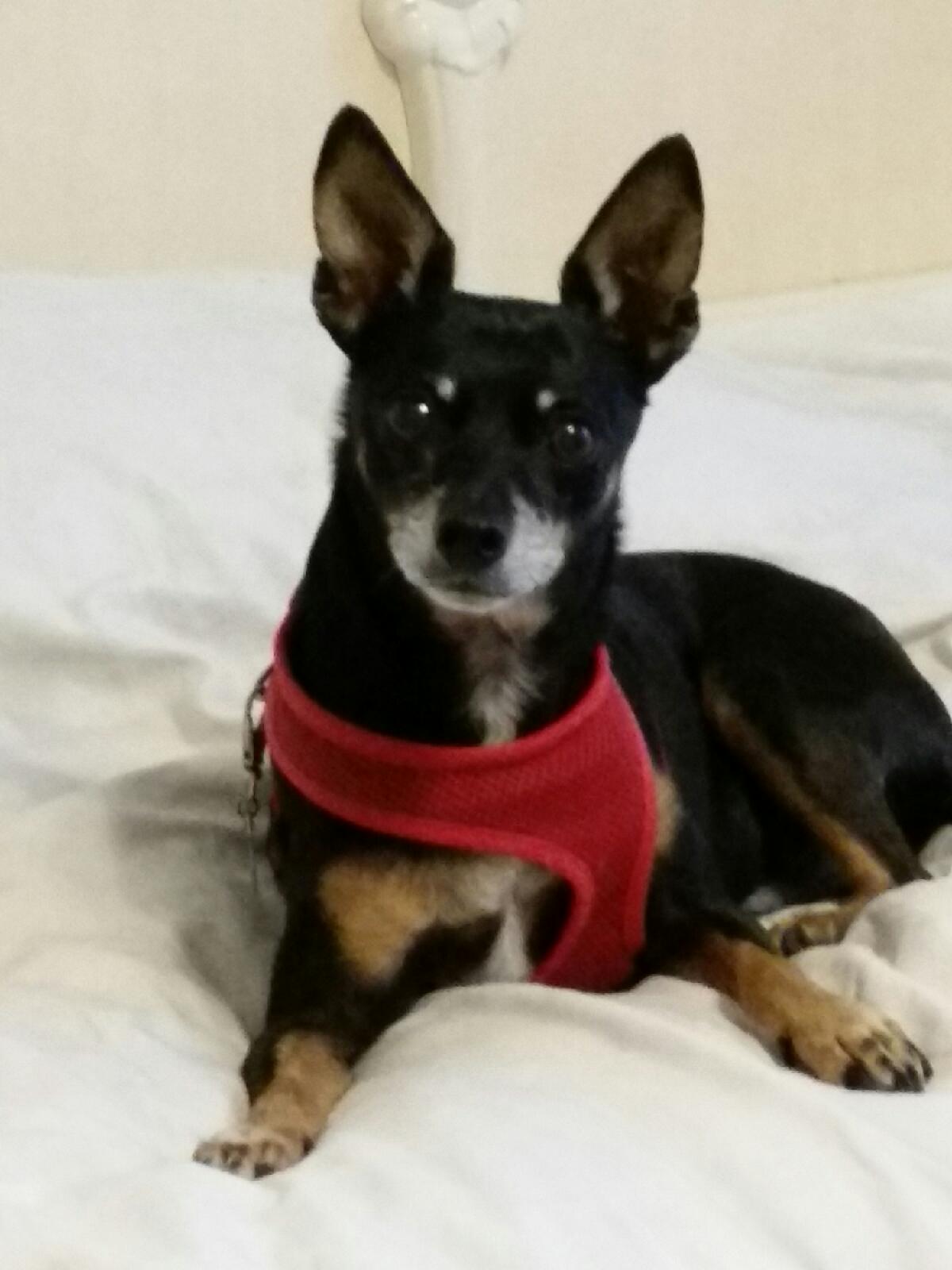 “Admiral” Nelson Awaiting Results of Sea Trial March 29, 2016 “Admiral” Nelson Awaiting Results of Sea Trial March 29, 2016